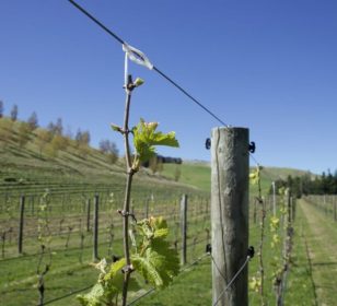 viticulture